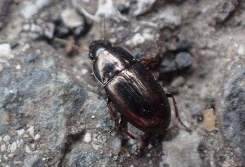 Réf. 320 687 : Amara tibialis